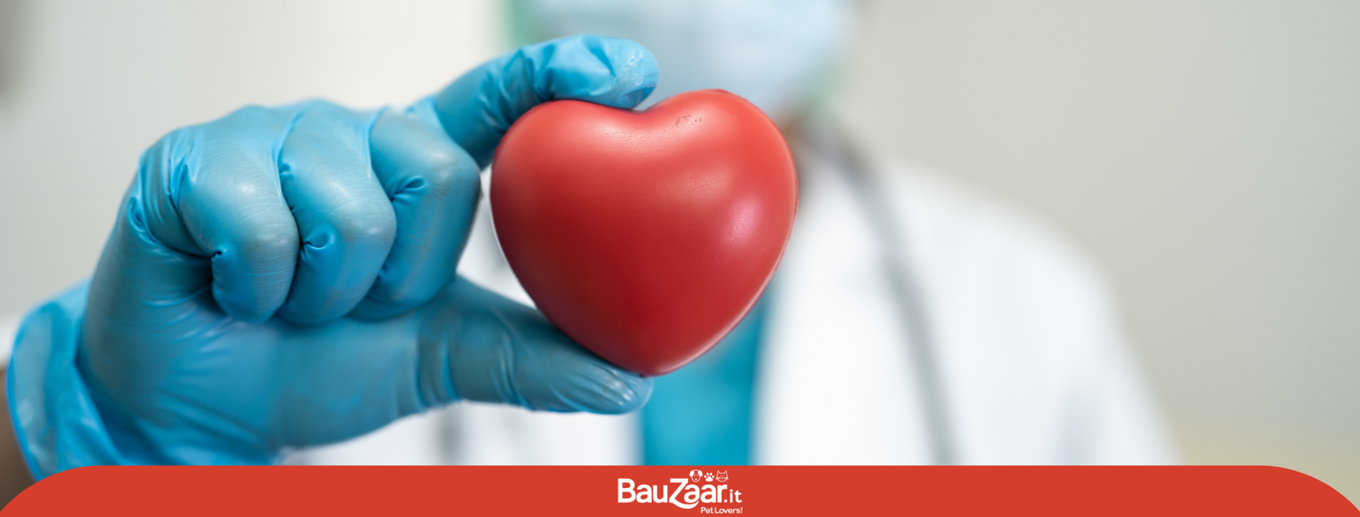 Dog blood Donors