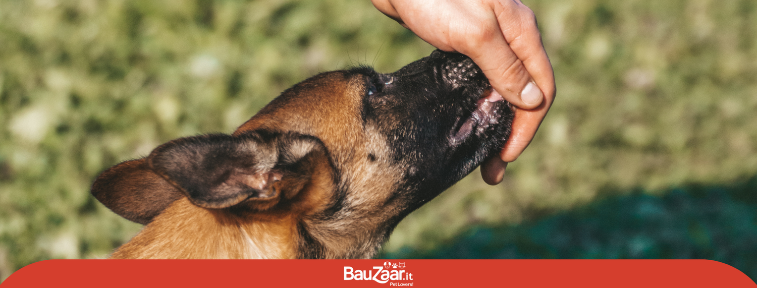 Quali sono gli snack o premietti per cani migliori per l’addestramento e l’educazione?