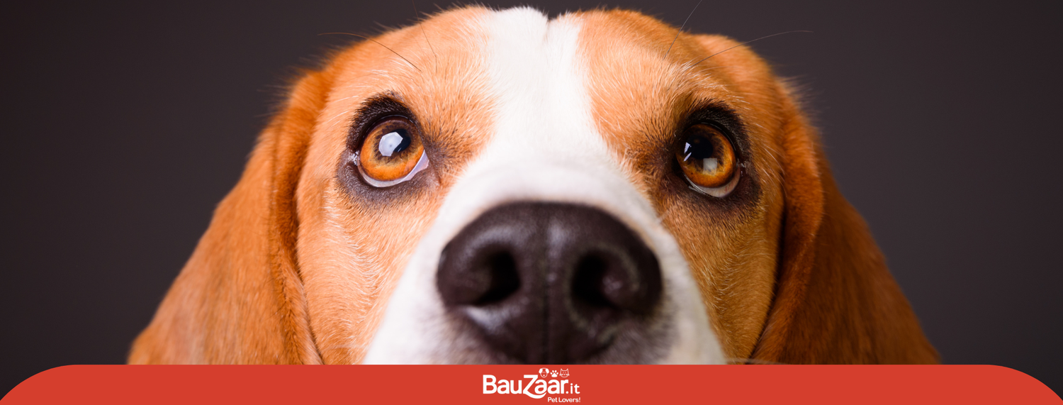 Cane Beagle: Tutto sulla Razza