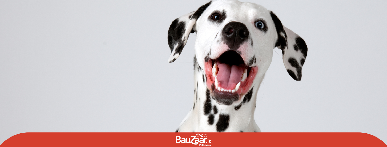 Cane Dalmata: Carattere della razza canina "da cocchiere"