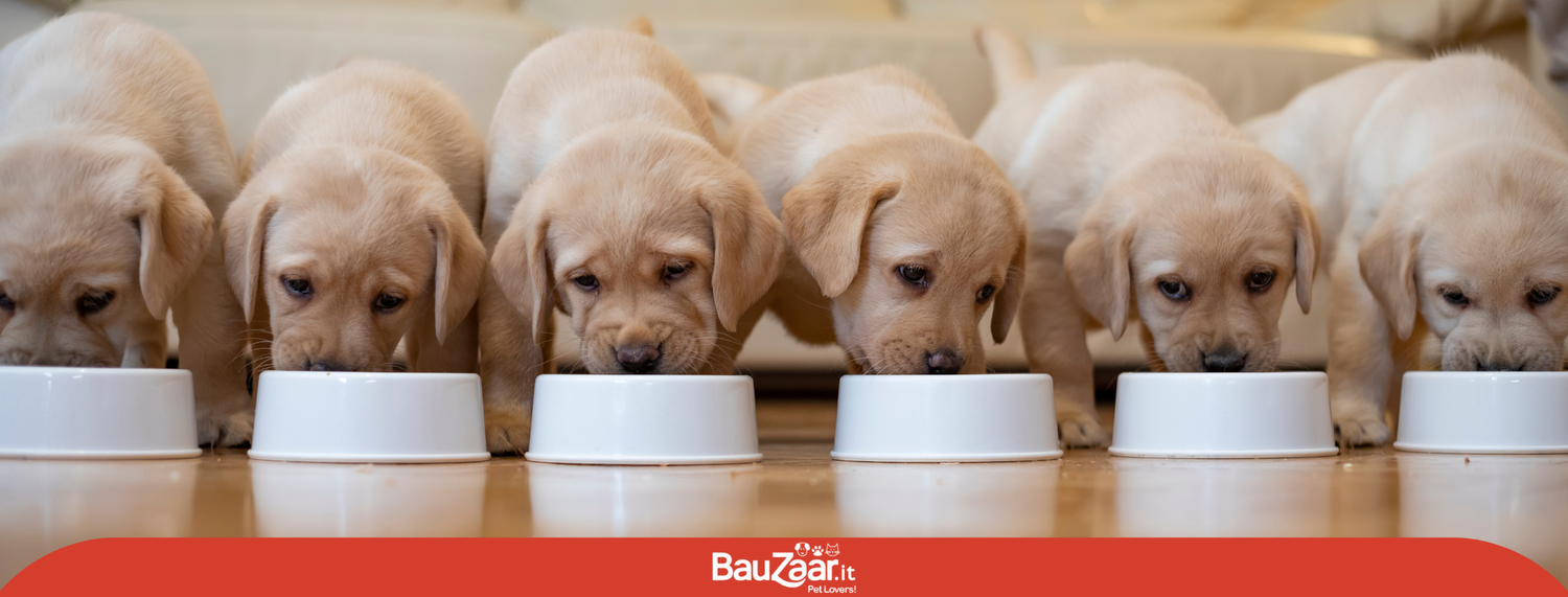 Alimentazione nei cuccioli