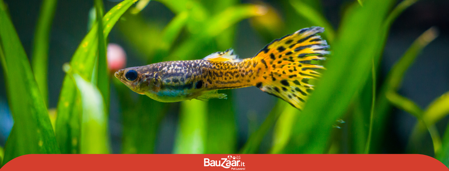 Pesce Guppy: Guida Completa Allevamento, Cura e Acquario