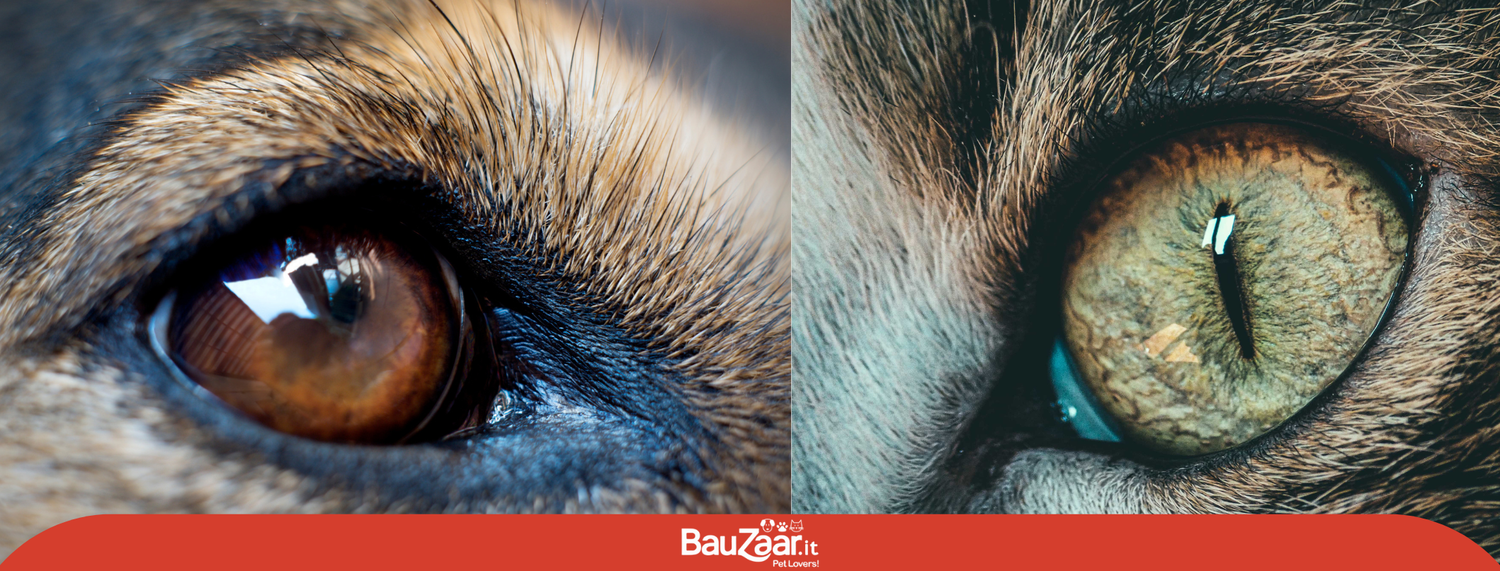 Occhi dei cani e dei gatti: conosci le differenze?