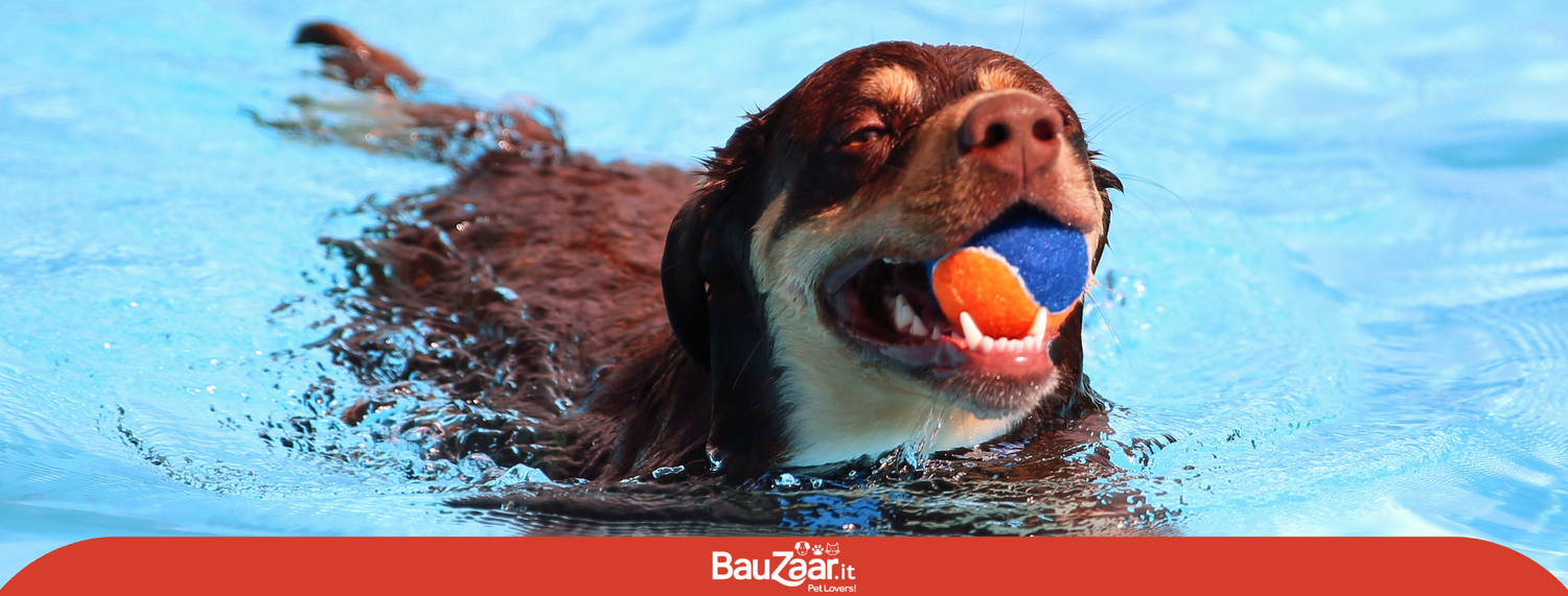 Giochi per cani: addestramento e divertimento