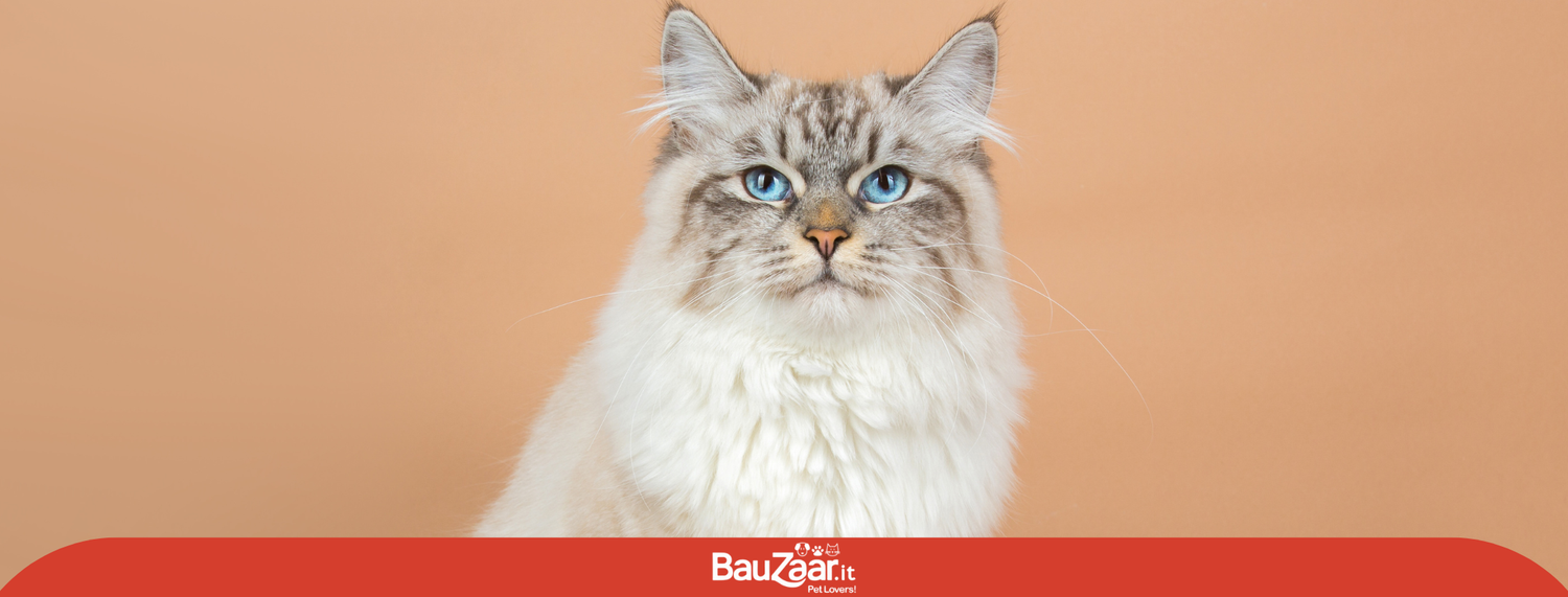 Il Gatto Siberiano: guida a caratteristiche, carattere e cura