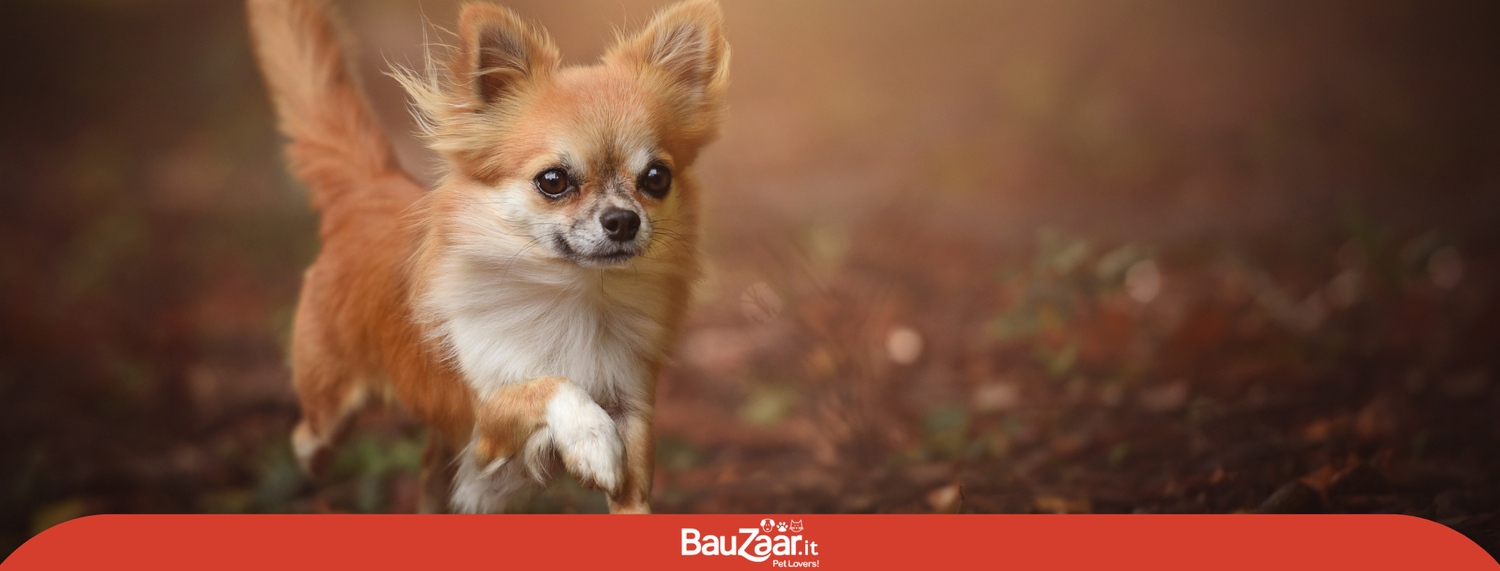 Chihuahua