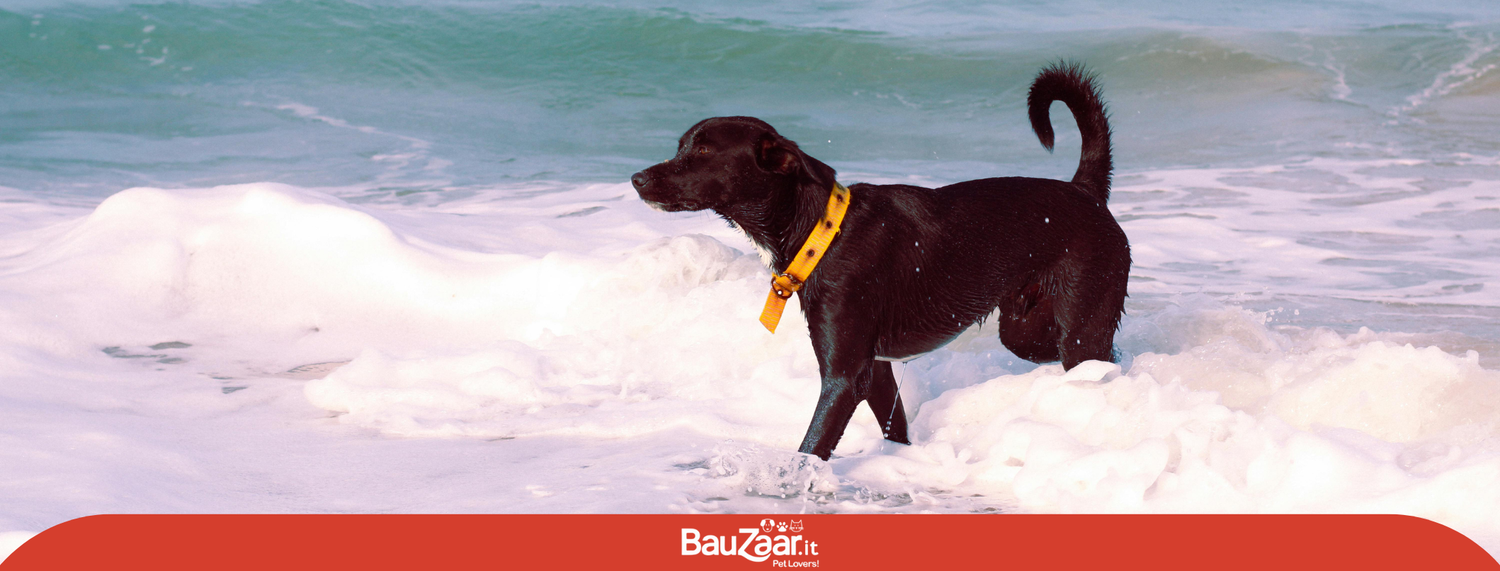 Al mare con il cane