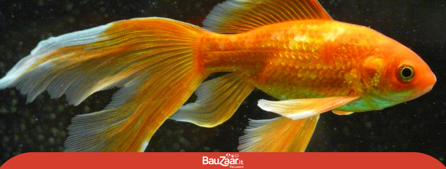 Pesce rosso: cosa sapere prima di prenderne uno