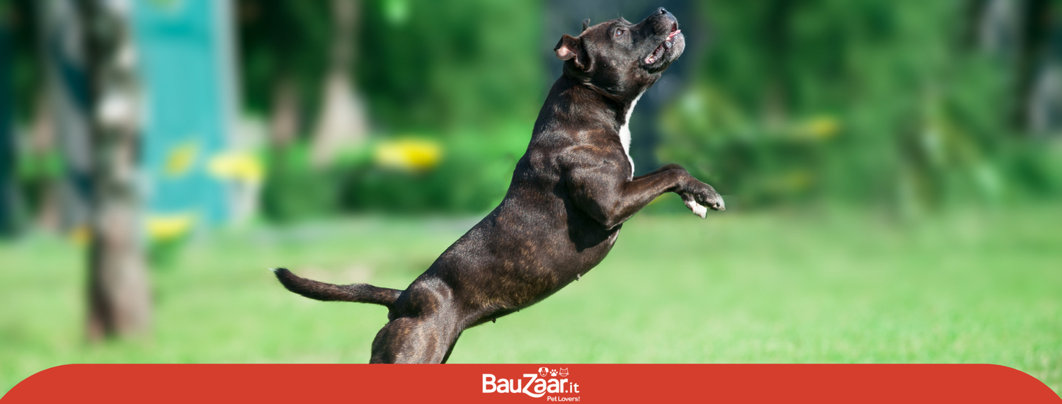 American Pitbull Terrier