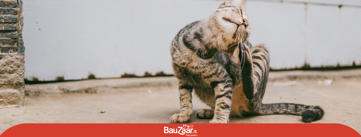 Dermatite nel cane e nel gatto
