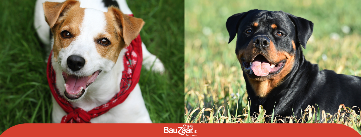 Jack Russell o Rottweiler?