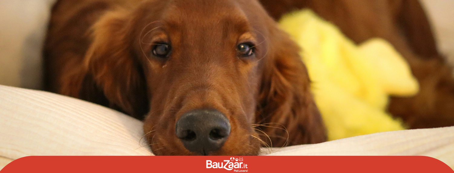 Setter: il cane dal carattere allegro, vivace e dolce