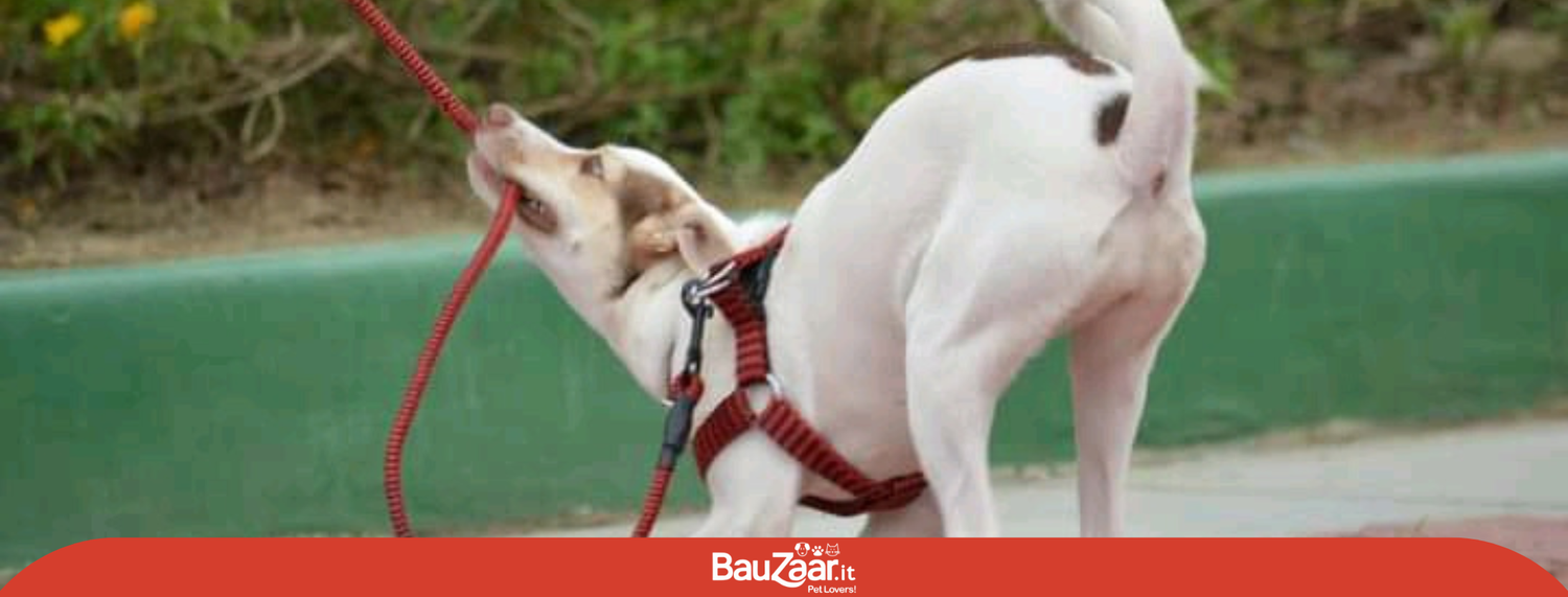 Comportamento del cane