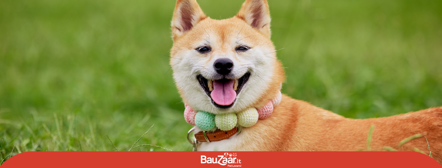 Akita inu