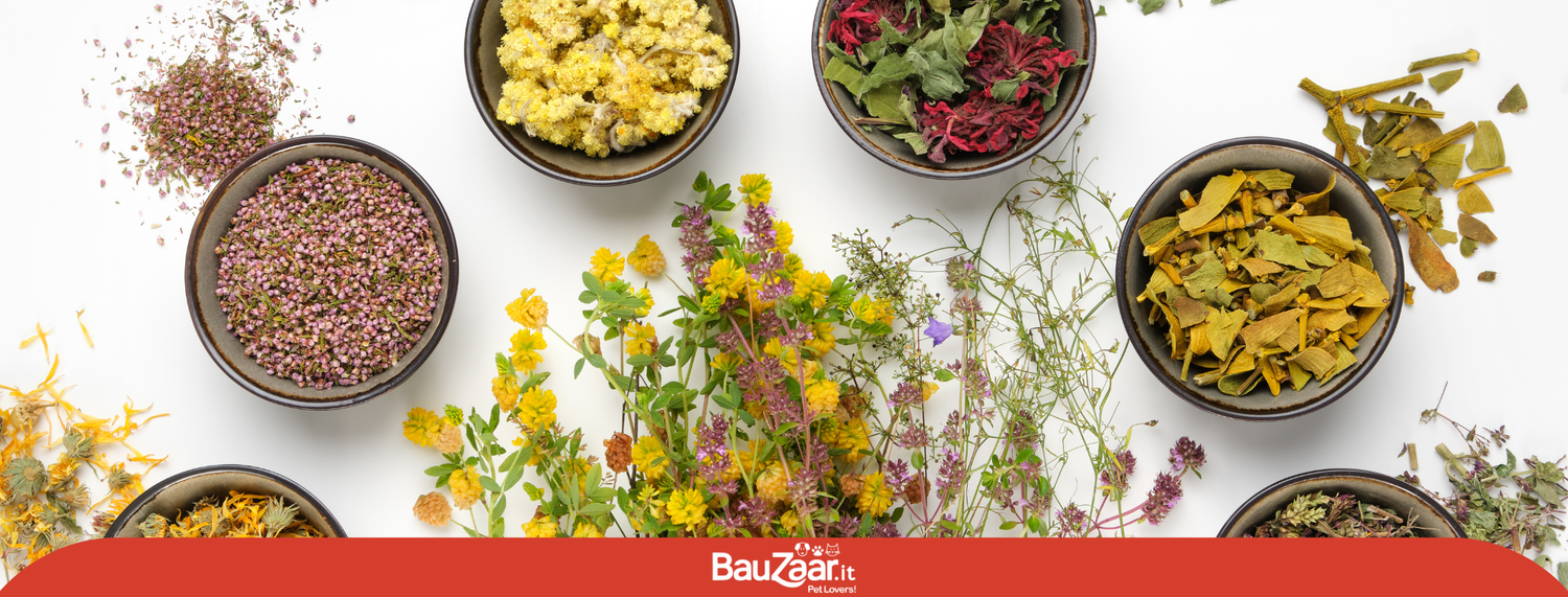 Erbe officinali per il tuo pet!