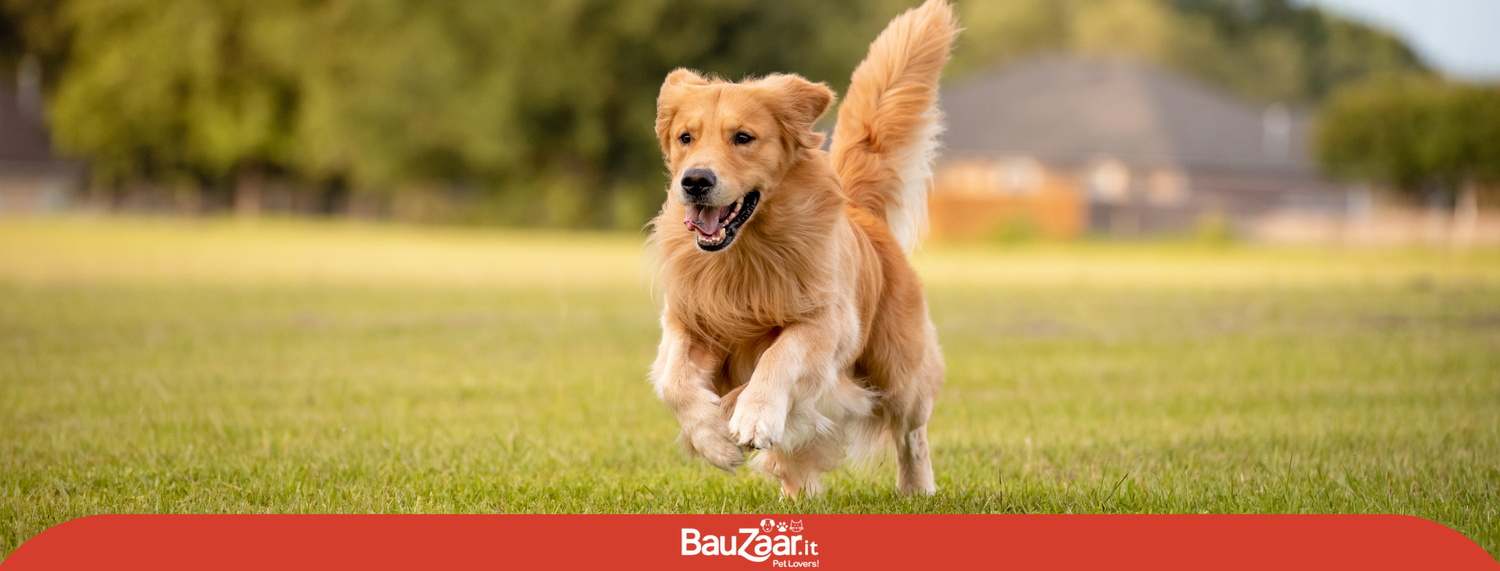 Golden Retriever: il cane dolce e intelligente che conquista tutti