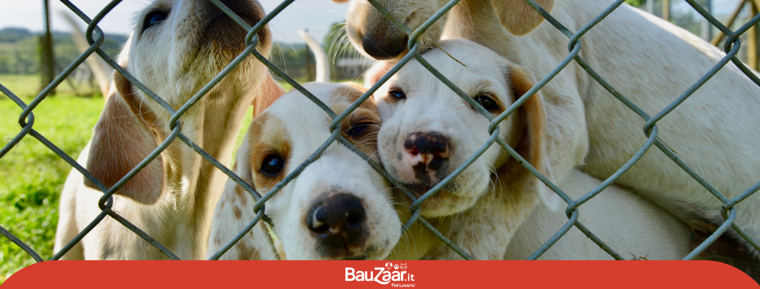 Adottare un cane: cucciolo o adulto?