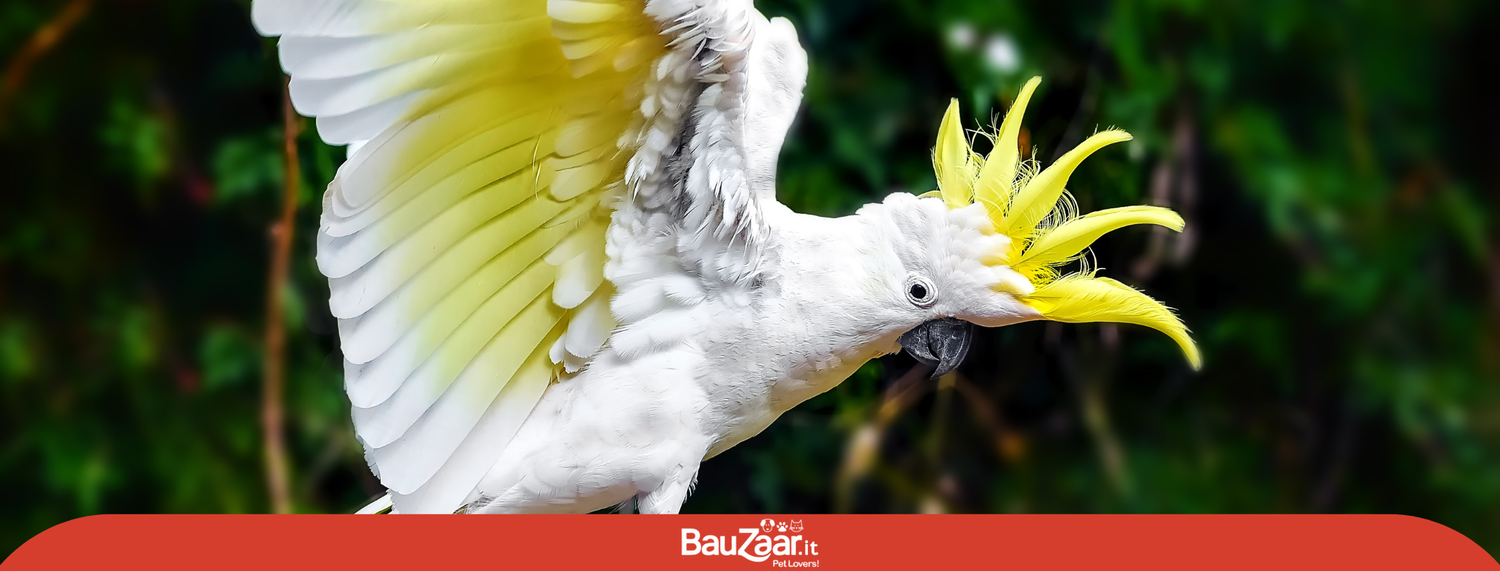 Pappagalli Cacatua: caratteristiche e comportamento