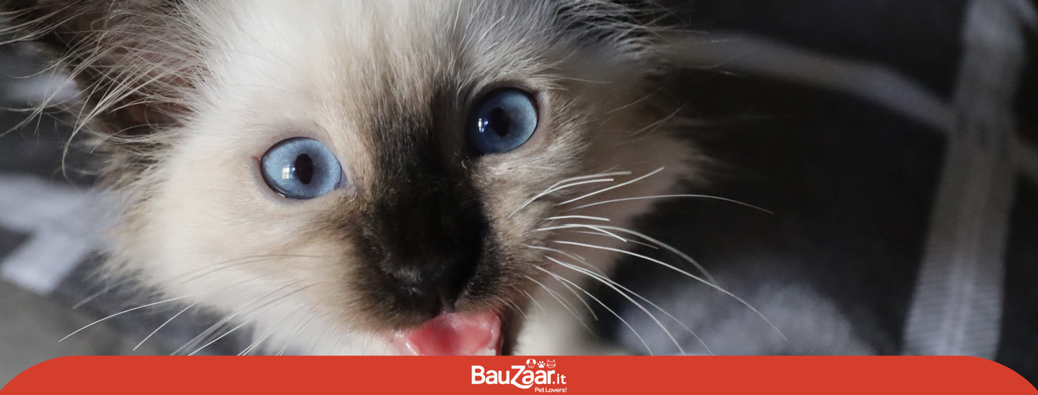 Gatto Sacro di Birmania: carattere, cuccioli e come prendersene cura