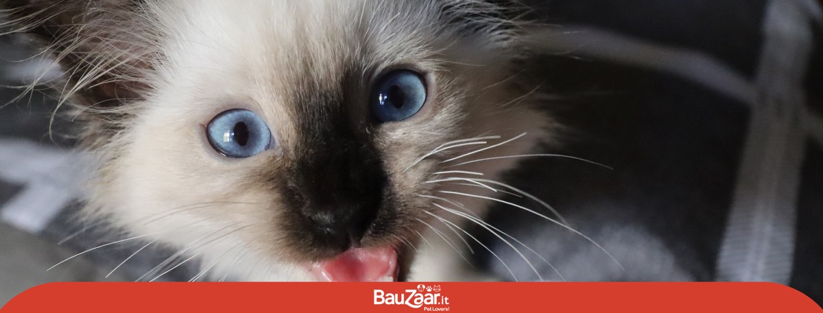 Gatto Sacro di Birmania: carattere, cuccioli e come prendersene cura