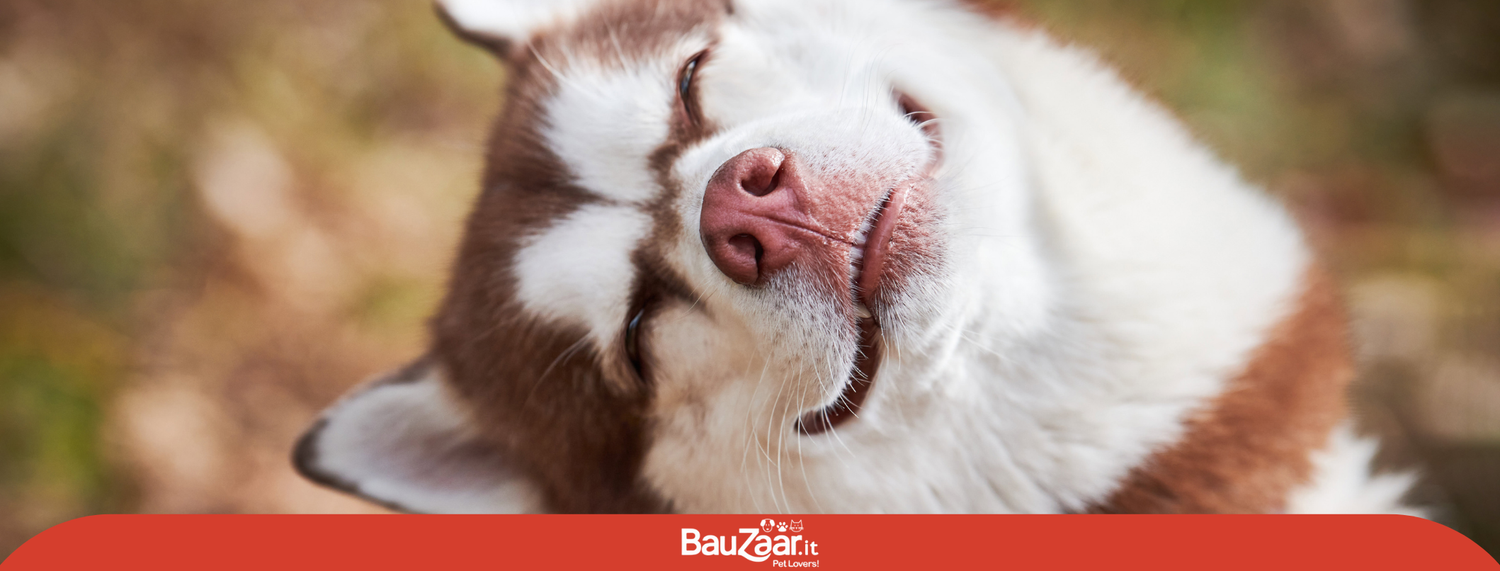 Husky: caratteristiche, comportamento e carattere