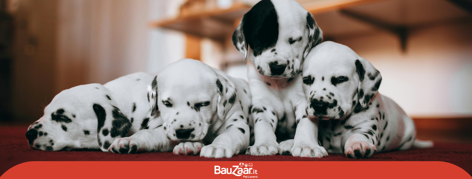 Le 5 grandi curiosità sui cuccioli