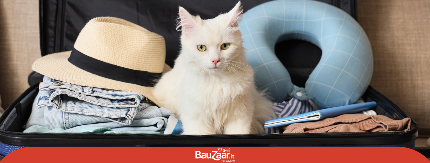 In vacanza con i gatti: cose da sapere