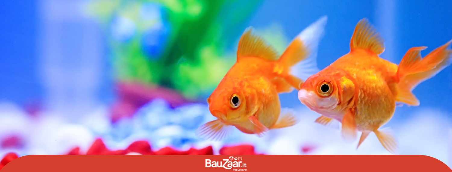 L'acquario d'acqua dolce: le fasi d'introduzione dei pesci