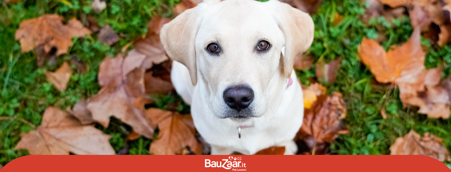 Labrador