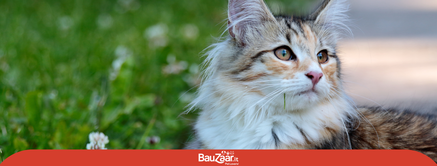 Gatto delle foreste norvegesi