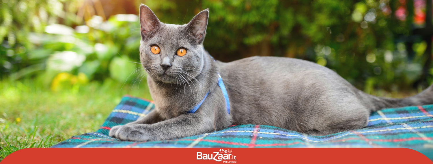 Il Gatto Certosino: storia, carattere e standard della razza
