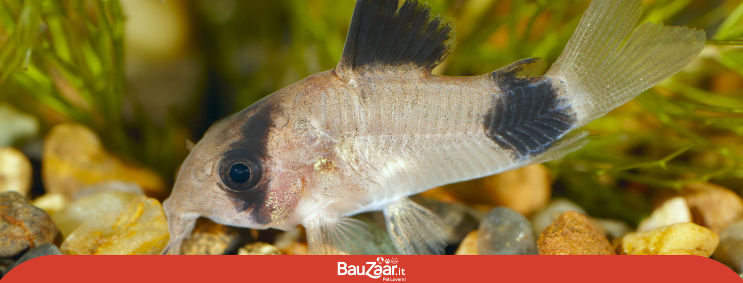 Pesce Panda: dall'Amazzonia al fondo dell'acquario in casa