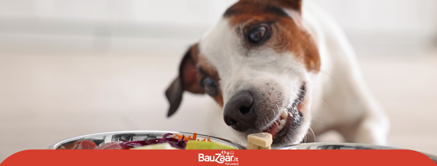 Cioccolato, aglio e altri cibi tossici per i cani da evitare