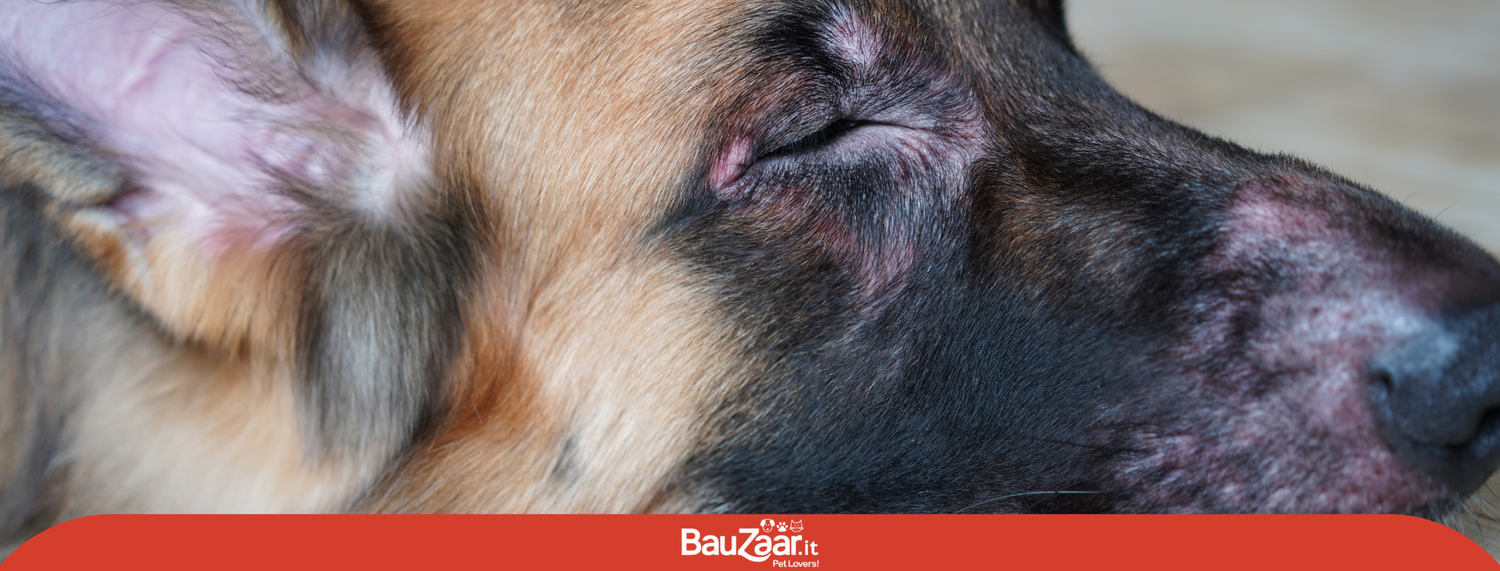 Dermatite cani e gatti: differenze, cause e rimedi