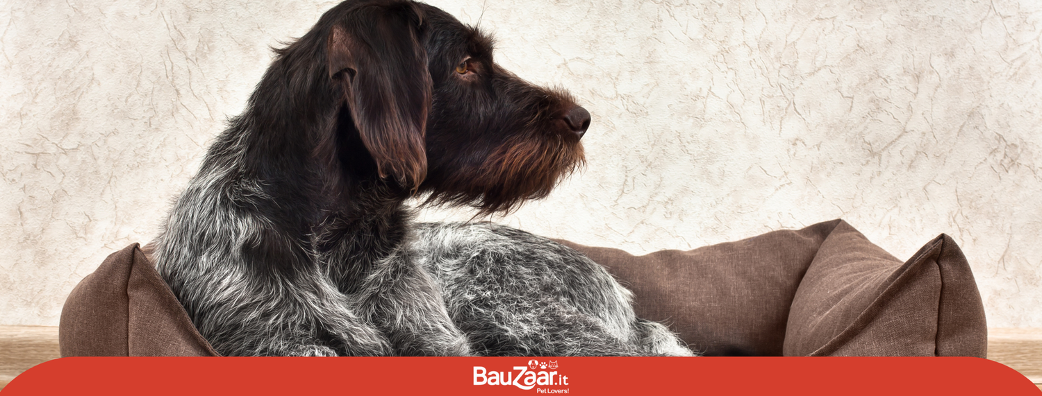 La funzione della cuccia per il cane