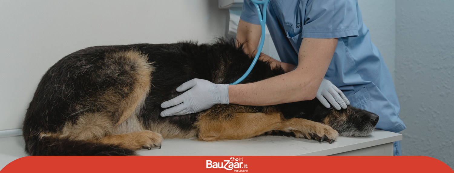 Malattie intestinali infiammatorie (IBDs) nel cane