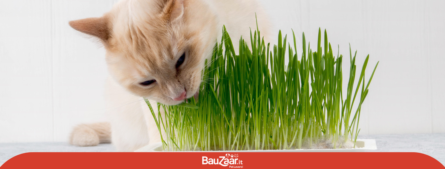 Perchè i gatti mangiano l'erba?
