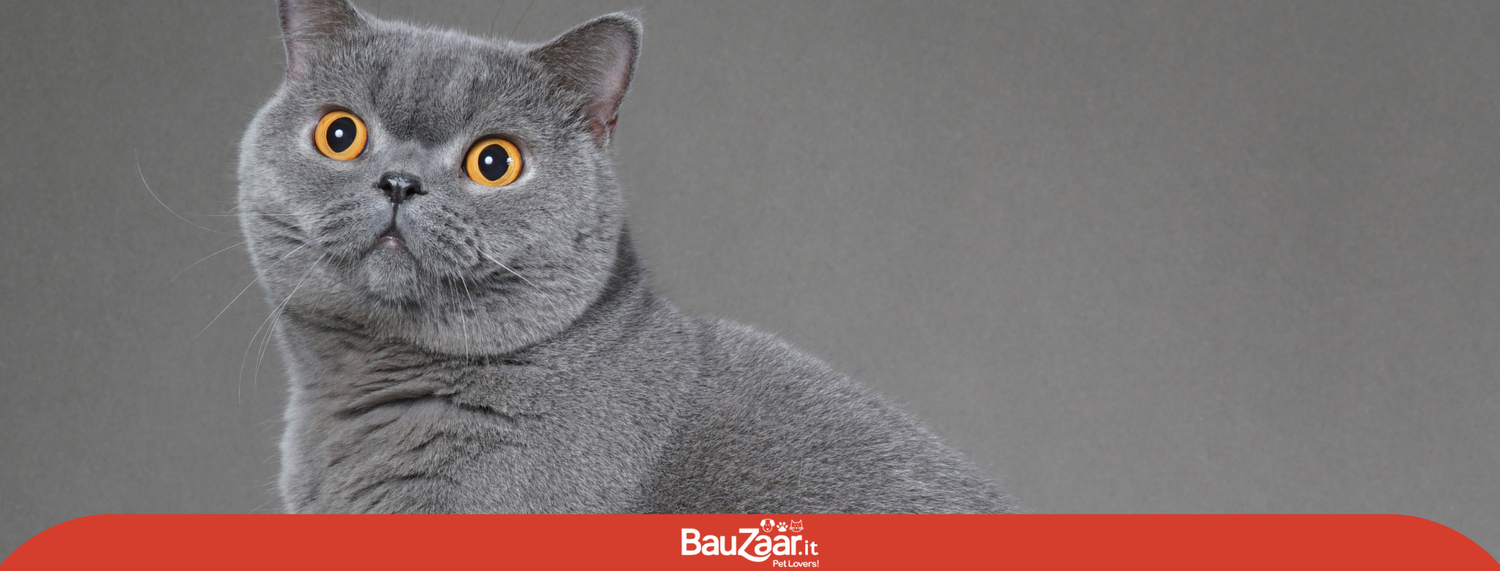 British Shorthair, gatto dalle antiche origini