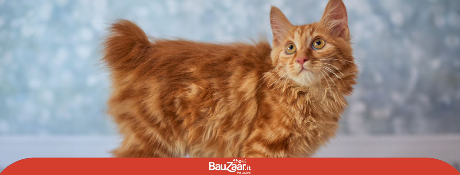 Gatto Bobtail: Carattere da buontempone e coda mozza