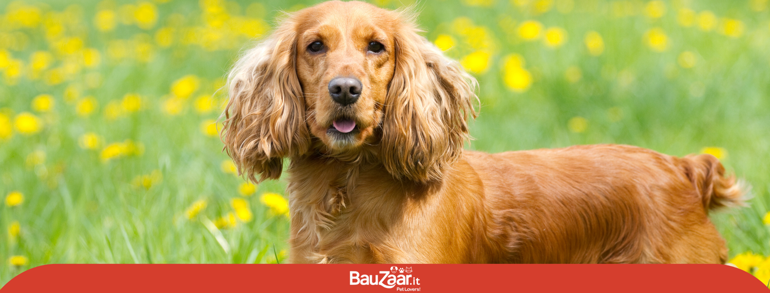 Cocker Spaniel: caratteristiche, comportamento e carattere