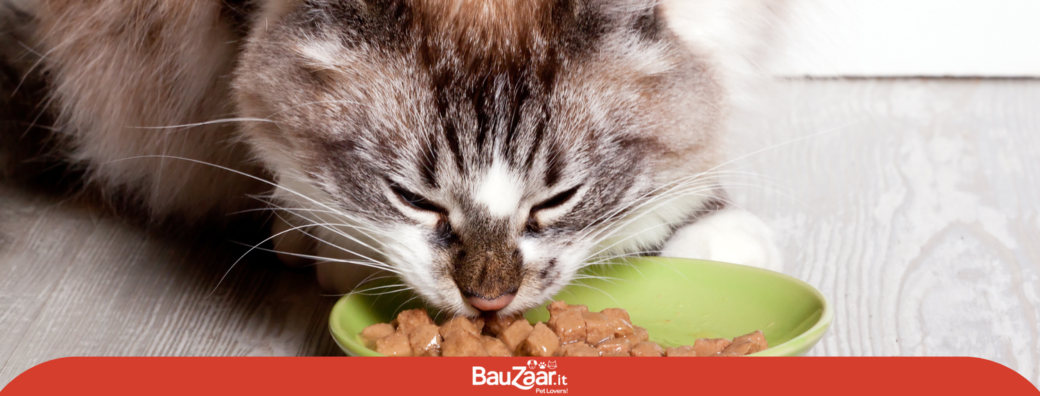 Alimentazione del gatto: consigli