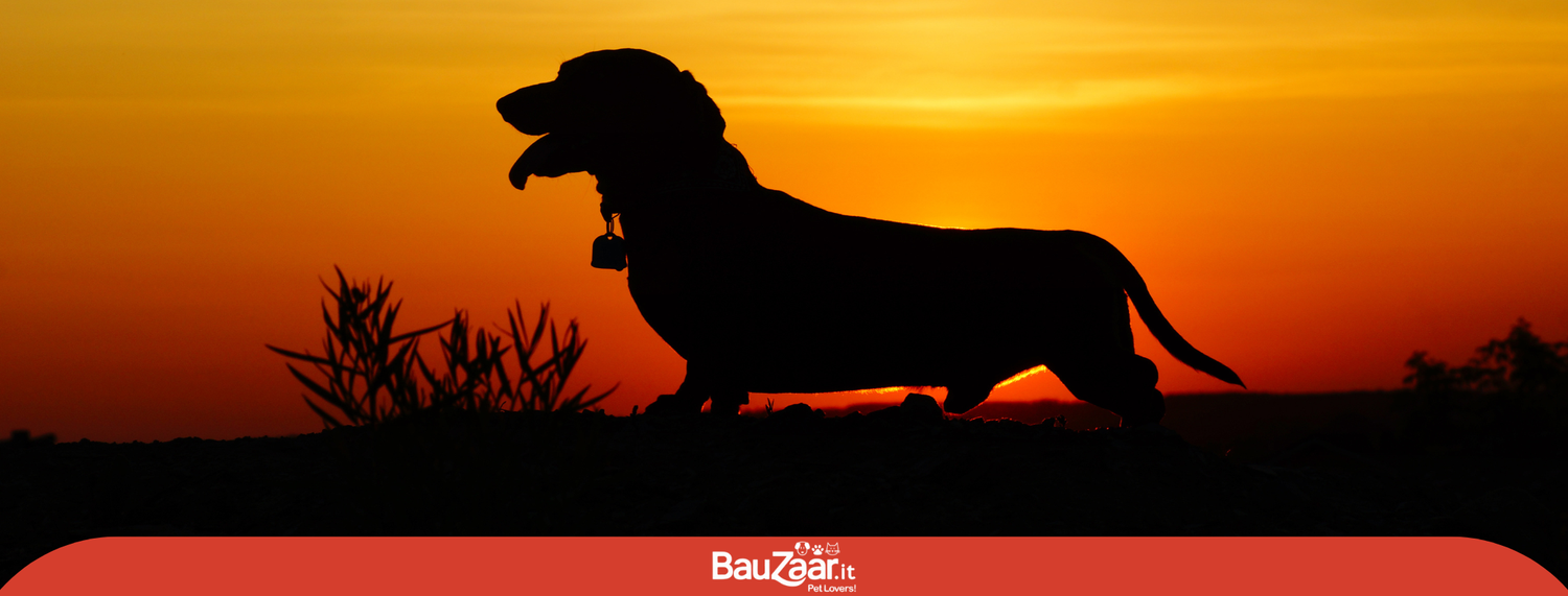 Il cane: il tuo sole!