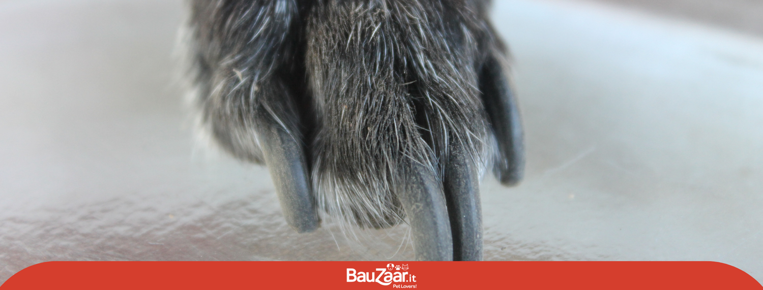Unghia del cane rotta: Ecco come intervenire