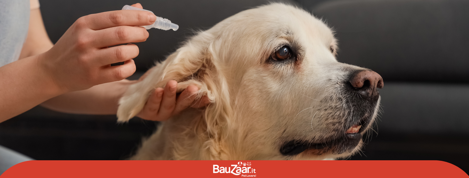 Come togliere le zecche al cane?