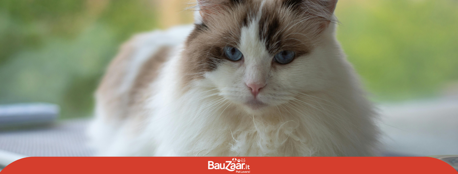 Gatto Ragdoll: giocherellone e affettuoso