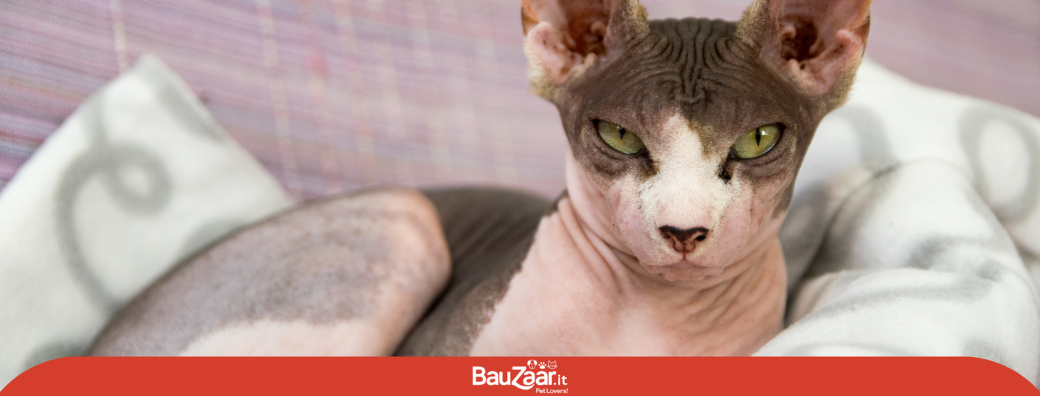Sphynx: Carattere, kitten e cura completa della razza di gatto