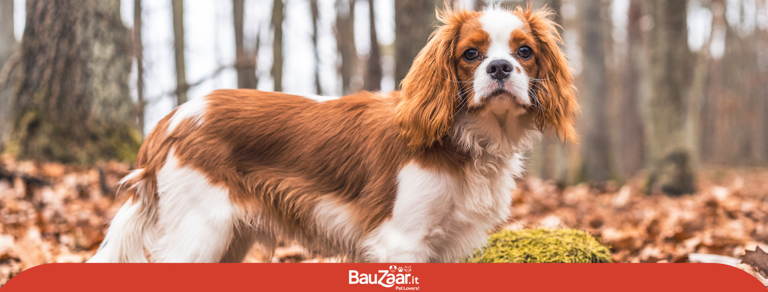 Cavalier King
