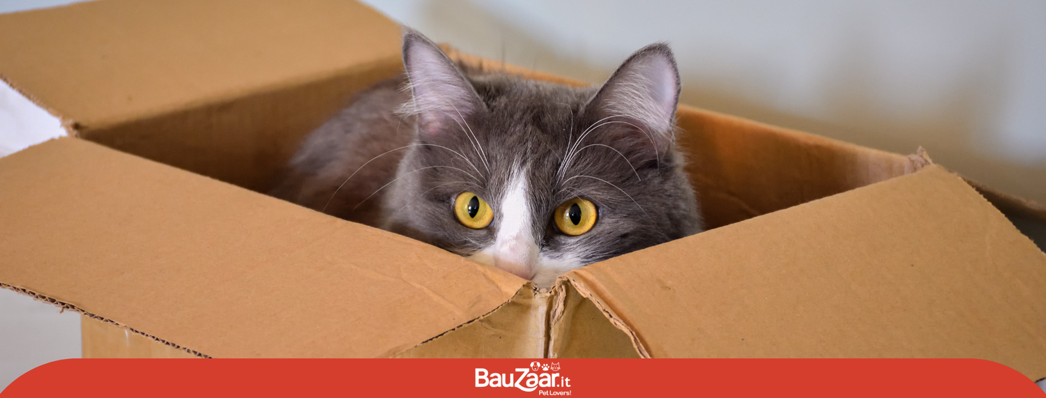 Mi è semblato di vedere un gatto!