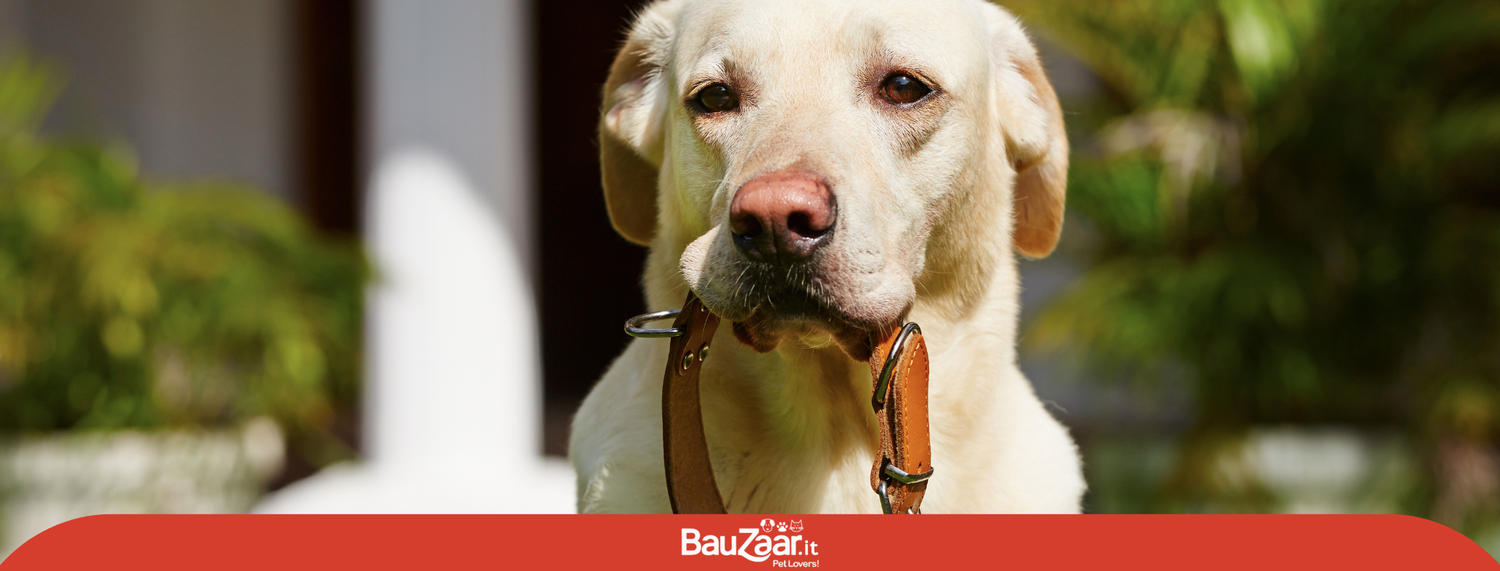 Collari per cani, ecco come scegliere