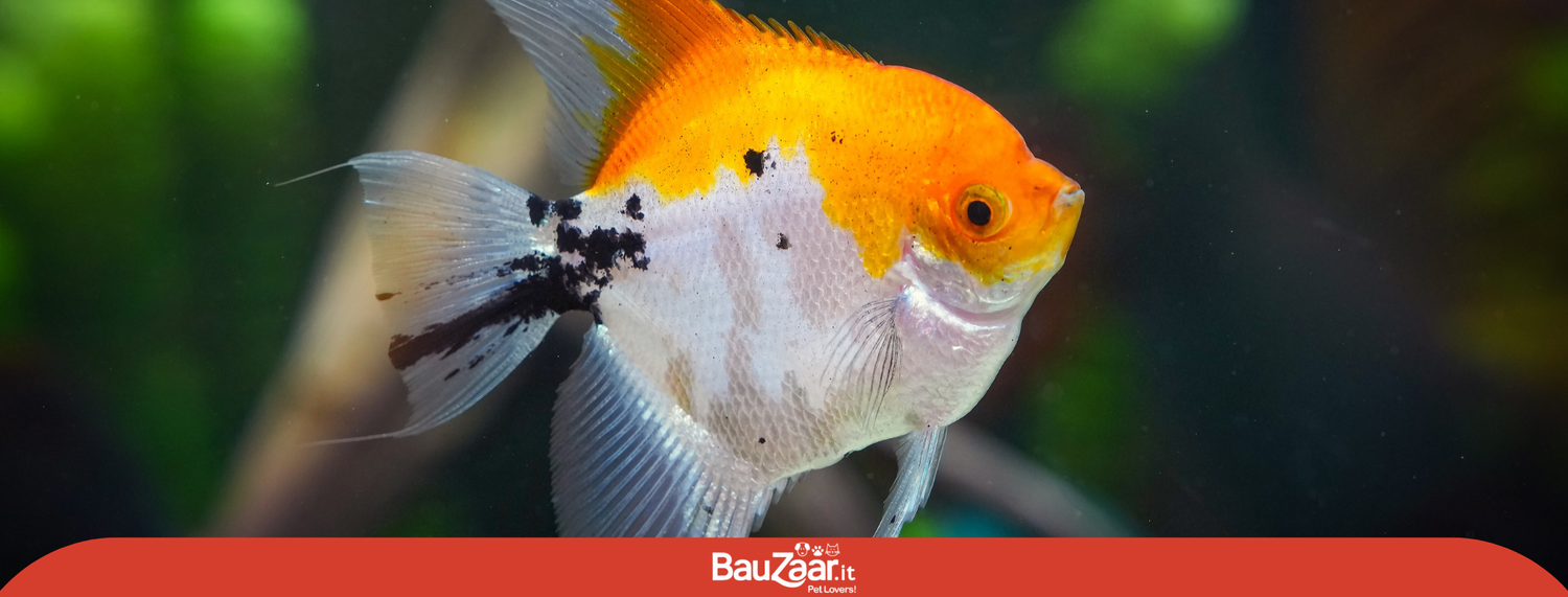 Il pesce scalare: eleganza e mistero dalle Foreste Amazzoniche all'acquario